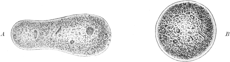 Schweinchenamöbe, ohne und mit   Lichtreiz