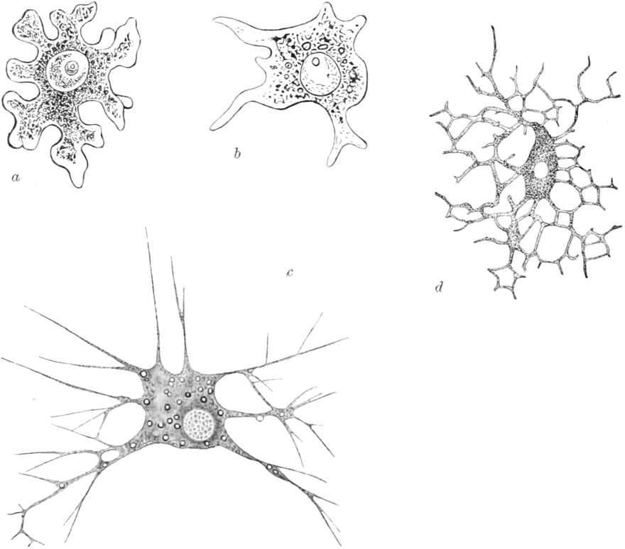 Verschiedene Mikroskopbilder