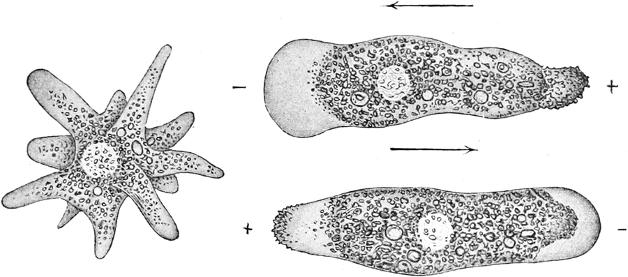 Einwirkung von Gleichstrom auf   Amoeba proteus