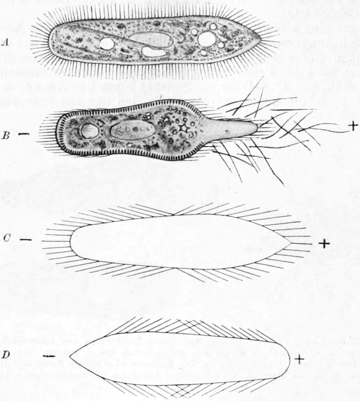Polare Erregung beim   Pantoffeltierchen