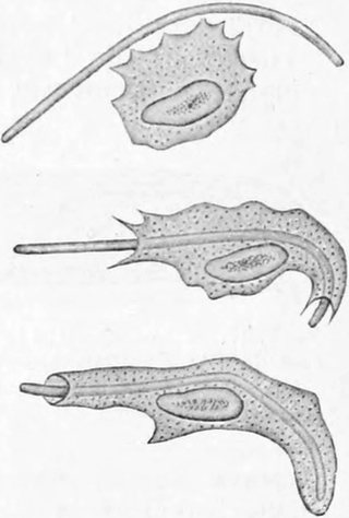 Leukocyt greif ein Bakterium an