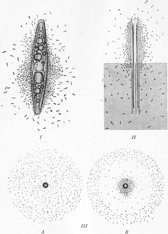 Bakterien, sich zum Sauerstoff hin   bewegend