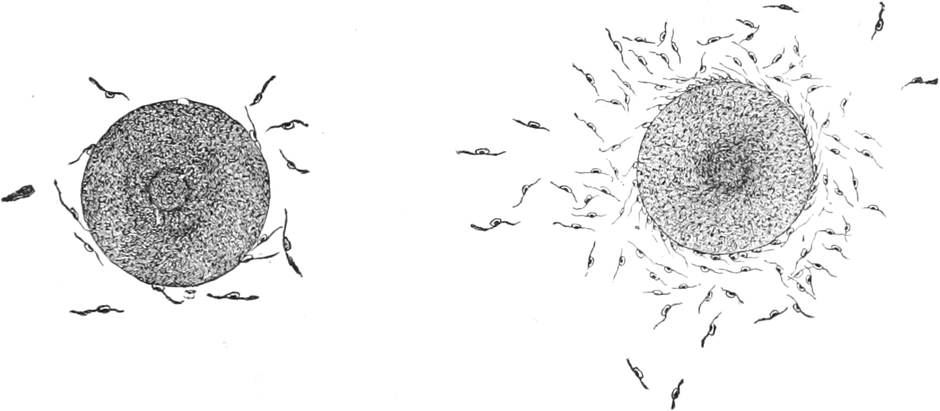 Eizellen von Pflanzen und   Spermatozoen