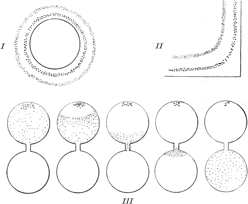 Wanderung von Bakterien und   Einzellern aufgrund chemischer Reize