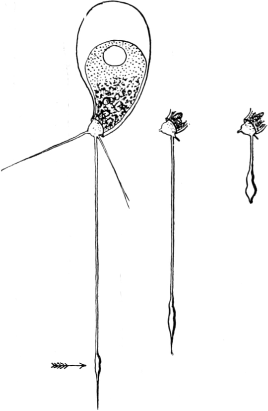 Einzeller, von äußerem Druck gereizt