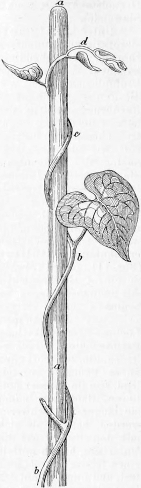 Wirkung eines Berührungsreizes bei einer Kletterpflanze