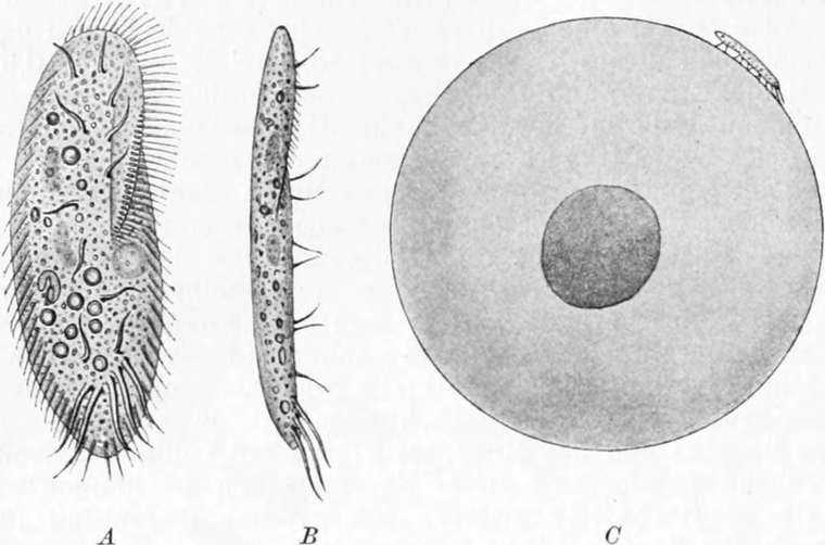 Fortbewegung eines   Wimperntierchens auf einem Muschelei