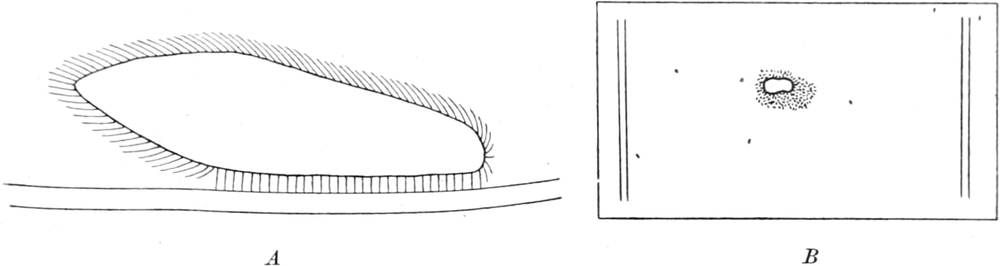 Fortbewegung eines   Pantoffeltierchens auf Fließpapier