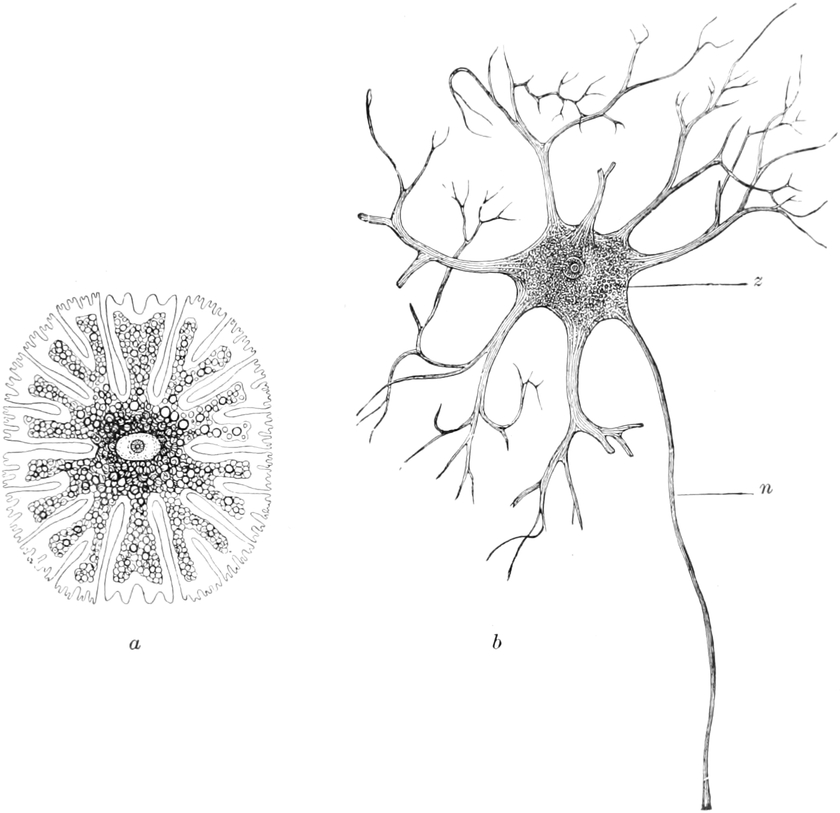 Algenzelle und Zelle aus menschlichem   Rückenmark