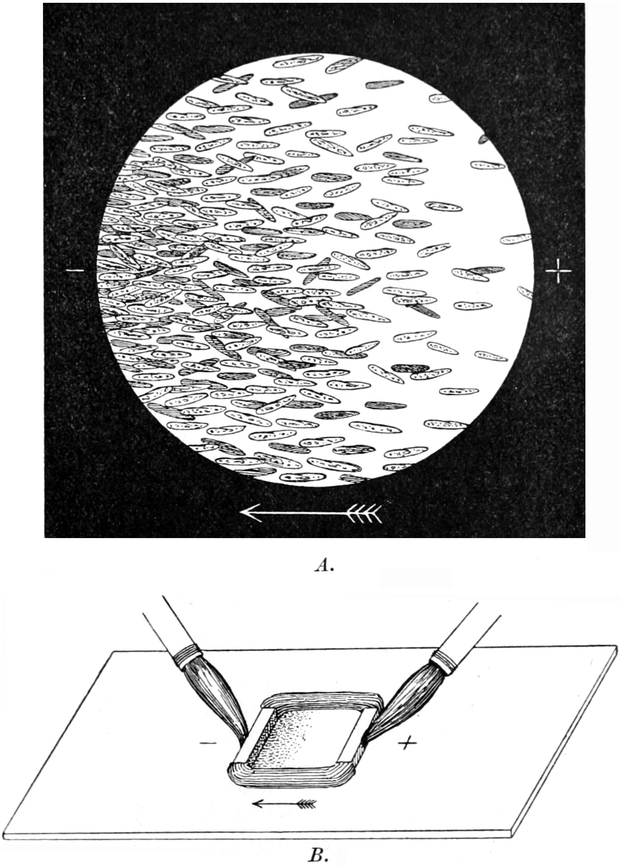 Wirkung von Pfeilgift auf   Pantoffeltierchen