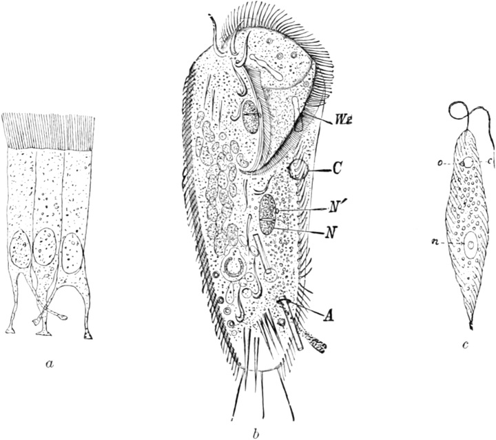 Verschiedne Infusorienzellen