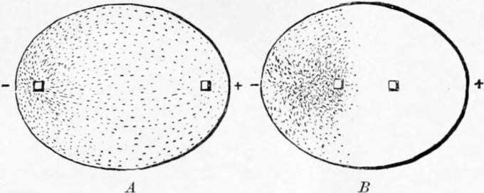 Schwimmkurven von   Pantoffeltierchen im elektrischen Strom