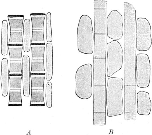Ermüdung eines Flugmuskels der   Schmeißfliege