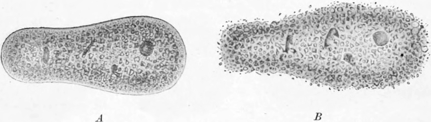 Zerfall der Schweinchenamöbe durch   chemische Überreizung