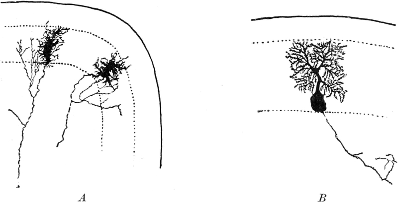 Ganglienzellen des Kaninchens