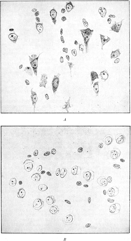 Ganglienzellen vom Hund