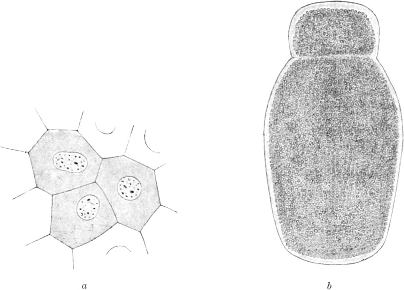 Epidermiszellen und einzellige   Gregarine