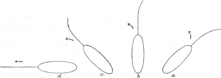 Kontraktorische Erregung einer   Geißelinfusorienzelle