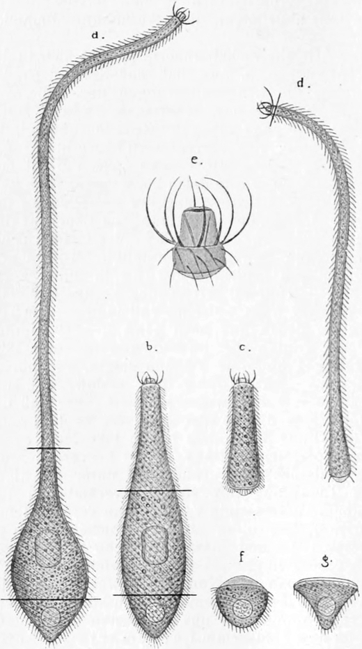 Zerschneiden eines   Wimpertierchens