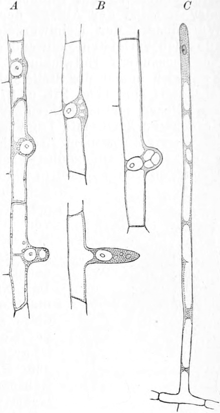 Zellen aus verschiedenen   Wurzeln