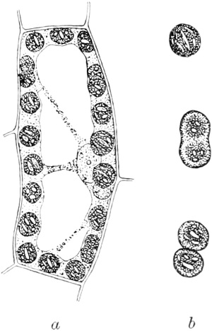 Chloroplasten einer Pflanzenzelle