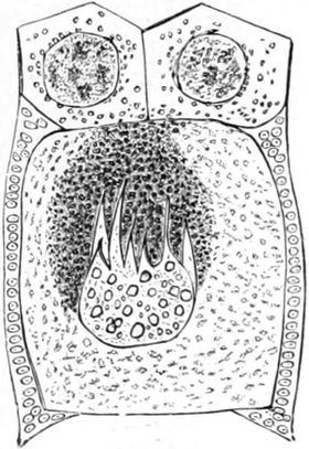 Eizelle eines Gelbrandkäfers