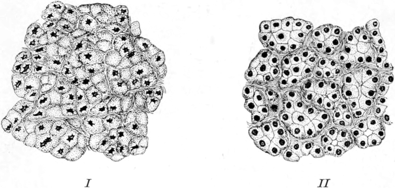 Zellen aus Speicheldrüsen