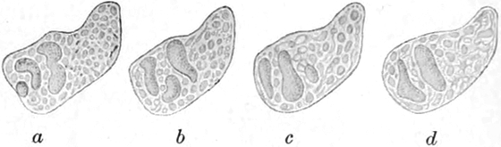 Frosch-Leukocyten unter   Narkose