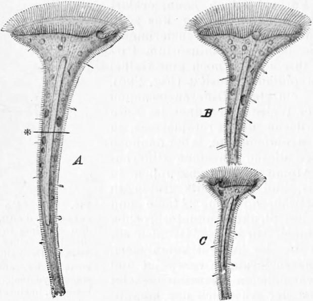 Zerschnittenes   Trompetentierchen