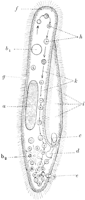 Wimperninfusorienzelle