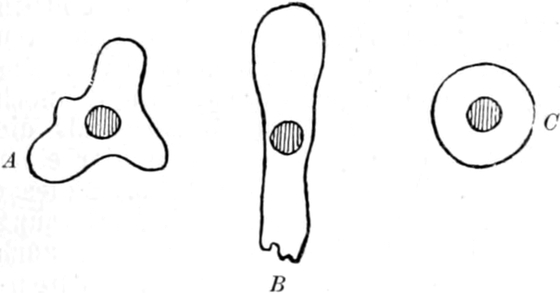 Bewegungen einer Amöbe