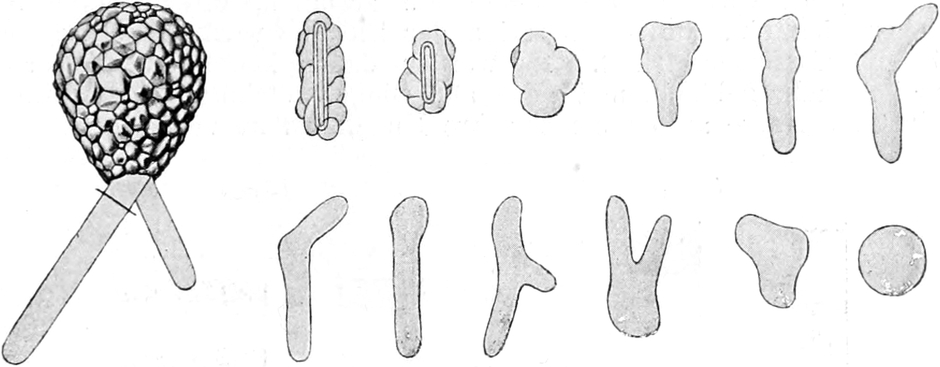 Abgeschnittene Pseudopodien von   Difflugia