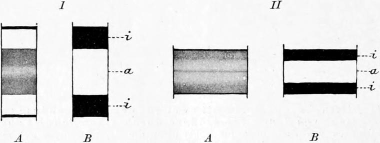 Muskelsegmente in   verschiedenartigem Licht