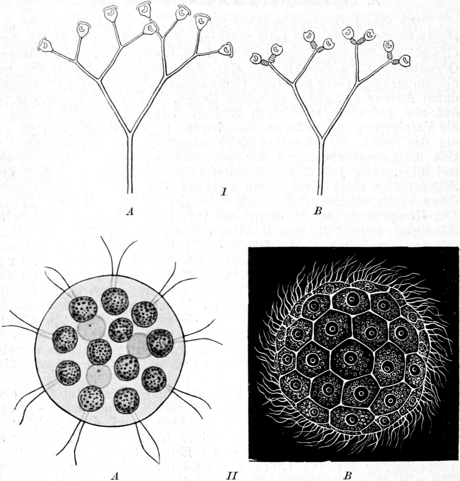 Verschiedene Ciliaten