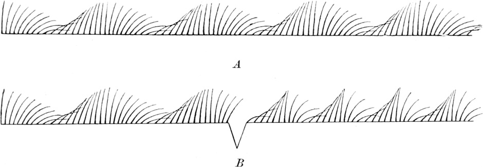 Wimpernreihe, intakt und   gestört