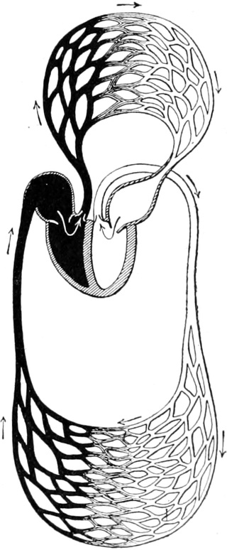 Menschlicher Blutkreislauf