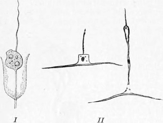 Reflexe einzelner Zellen