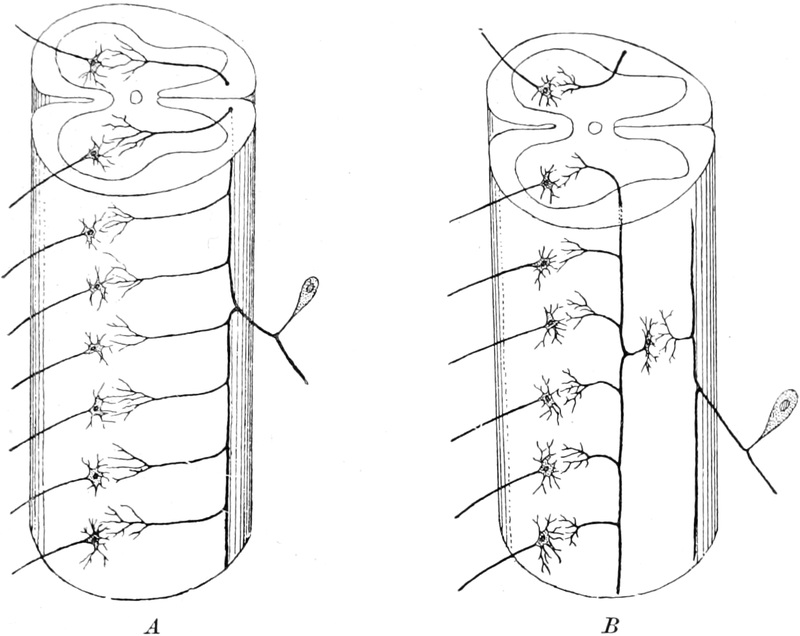 Nervenbahnen des Rückenmarks