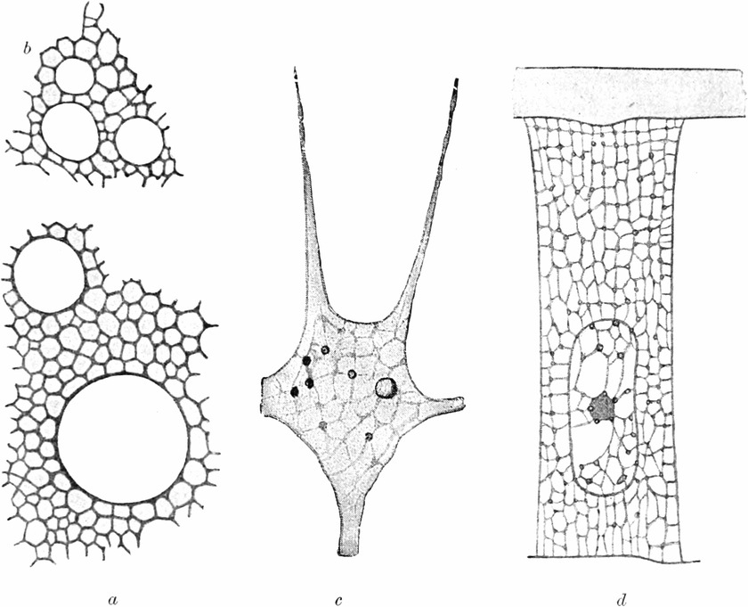 Verschiedene Schaumstrukturen