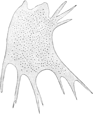 Mikroskopbild einer Rhizopodenzelle