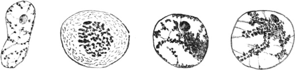 Zellkerne vom Pferdespulwurm