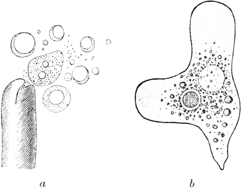 Protoplasmakügelchen und   Fetttröpfchen
