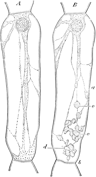 Zelle aus einem Staubfadenhaar von   Tradescantia