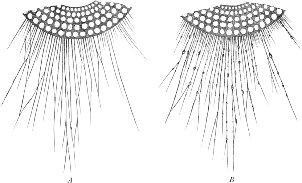 Pseudopodien einer Foraminifere