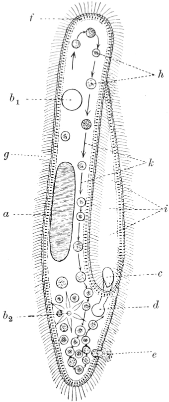 Intrazelluläre Verdauung in   Paramaecium aurelia