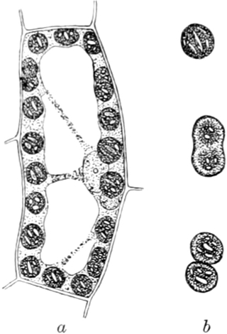 Stärke in Chloroplasten