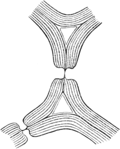 Dickenwachstumsschichten einer   Markzelle von Clematis