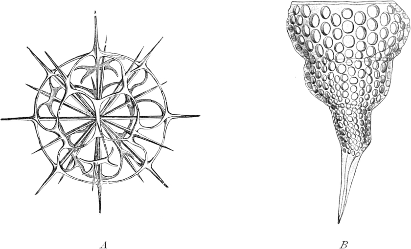 Radiolarien, Kieselskelette