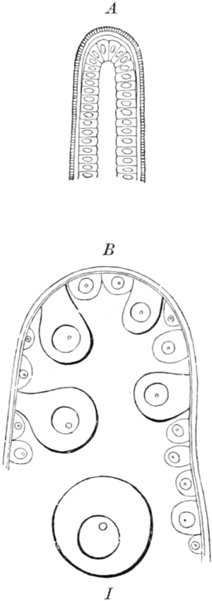 Eierstock eines Seeigels