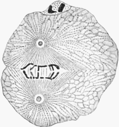 Zentrosomen bei der Zellteilung